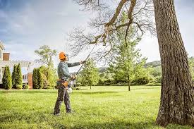 Best Tree Disease Treatment  in Hudson Bend, TX